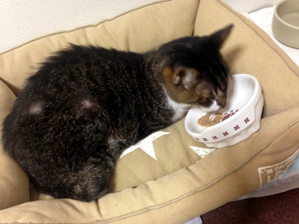 ご飯を食べる愛猫