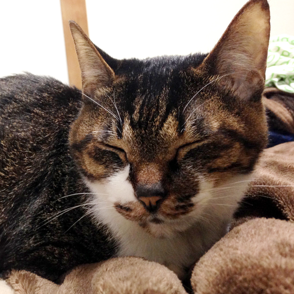 猫の腎不全闘病記23|皮下点滴の失敗と原因